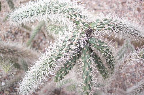 cylindropuntia densiaculeata